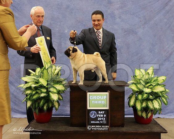 Pug-0233-LR