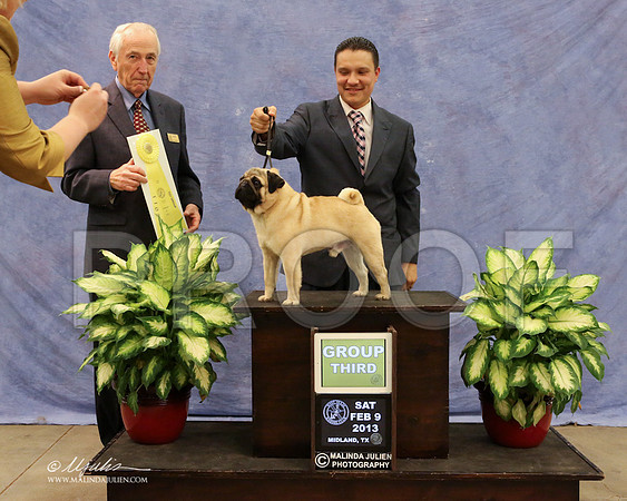 Pug-0236-LR