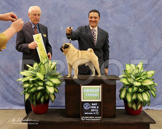 Pug-0238-LR
