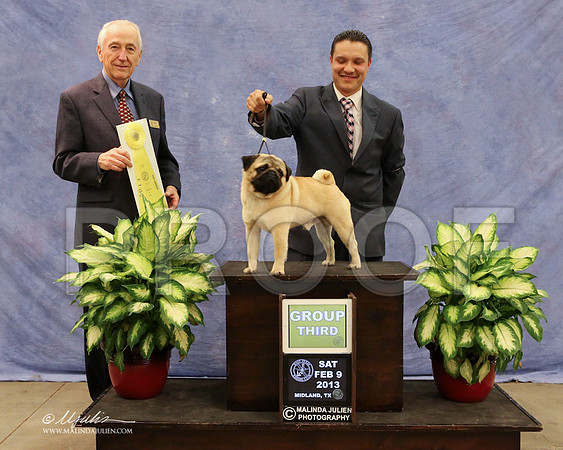 Pug-0242-LR