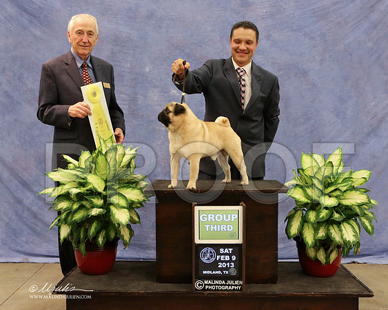 Pug-0243-LR