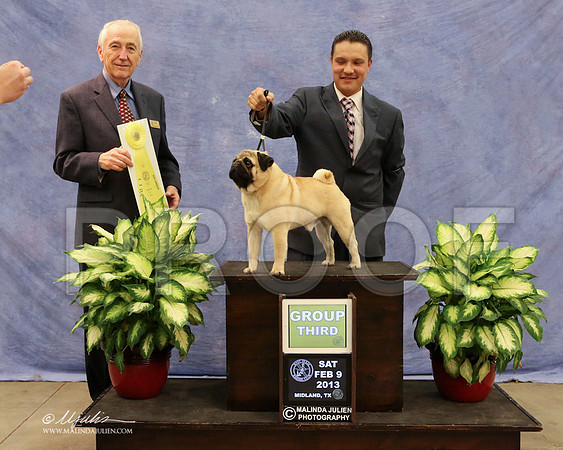 Pug-0239-LR