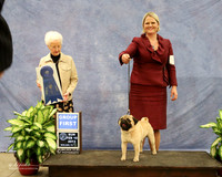 Pug #7? Sun Group 1 Jane Bale-Woodside Agent Brooke Young-Ayala Judge P Hartinger  LR Midland Feb 2013