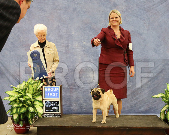 Pug-0991-LR