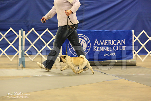 Pug-0537-LR