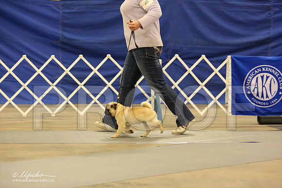 Pug-0540-LR