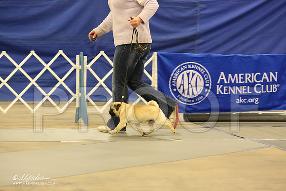 Pug-0538-LR