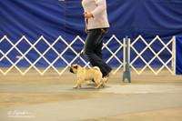 Pug B Match Ring Fri LR Midland Feb 2013
