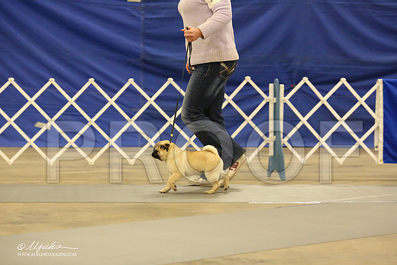 Pug-0541-LR