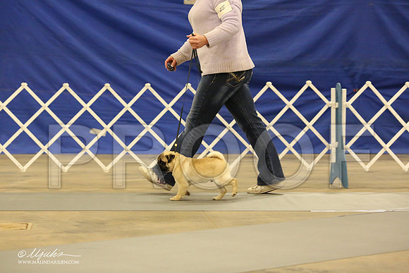 Pug-0542-LR