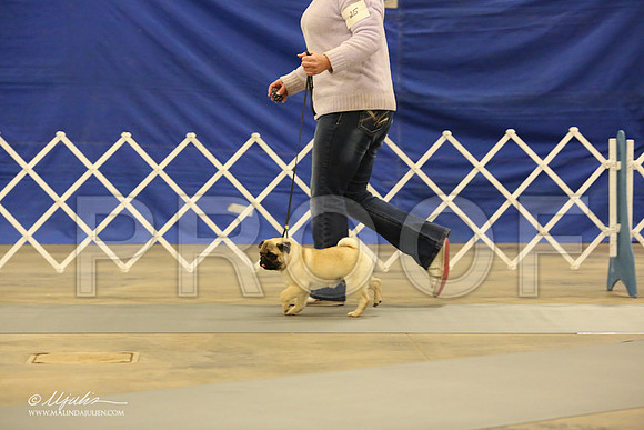 Pug-0543-LR