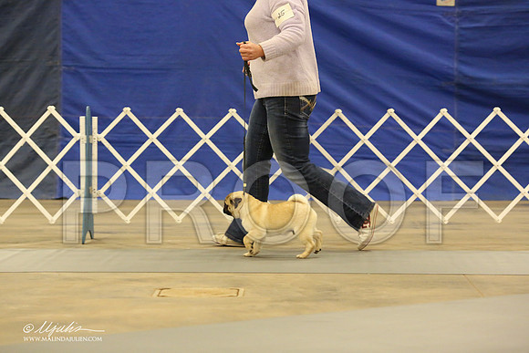 Pug-0545-LR