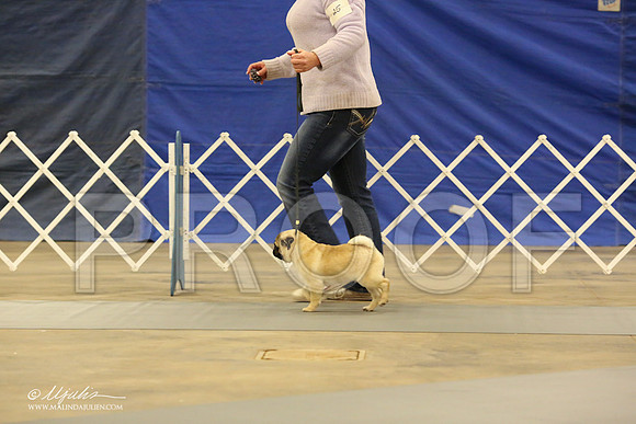 Pug-0546-LR