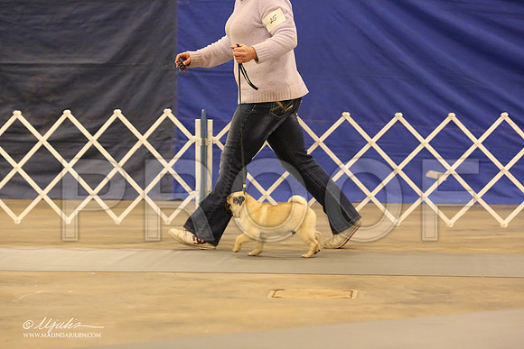 Pug-0547-LR