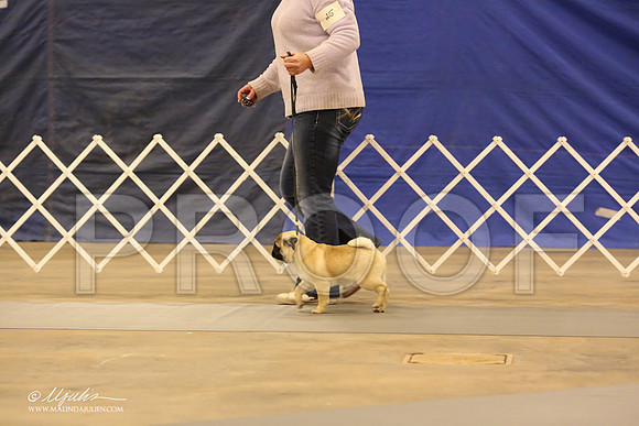 Pug-0548-LR