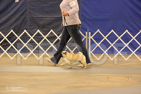 Pug-0549-LR