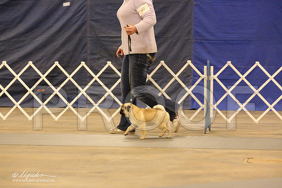 Pug-0550-LR