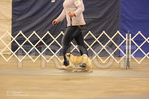 Pug-0551-LR