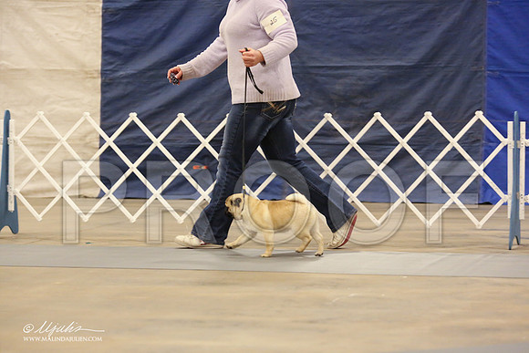 Pug-0552-LR