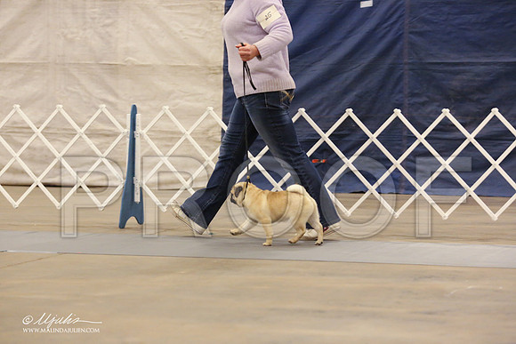 Pug-0554-LR