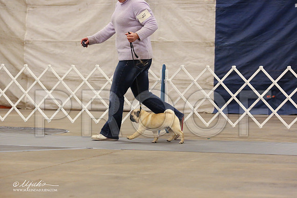 Pug-0557-LR