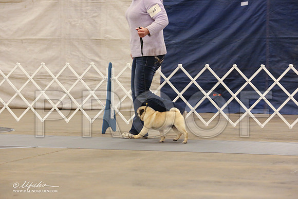 Pug-0555-LR