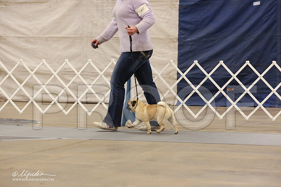 Pug-0556-LR