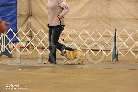Pug-0560-LR