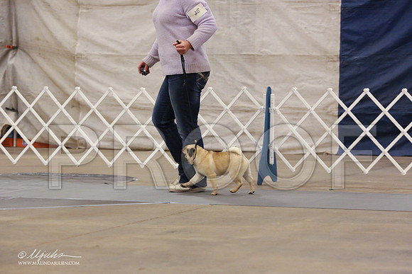 Pug-0558-LR