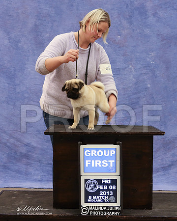 Pug-9432-LR