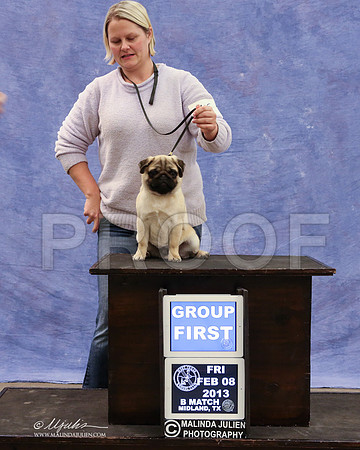 Pug-9434-LR