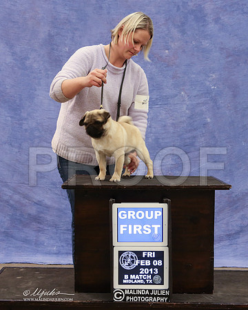 Pug-9431-LR