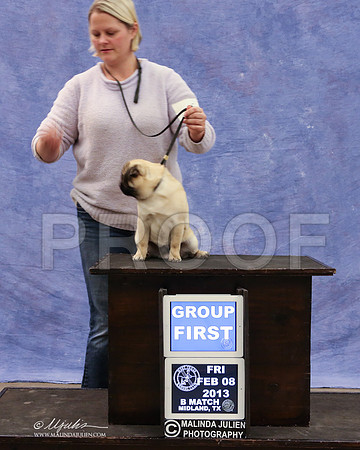 Pug-9437-LR