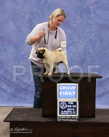 Pug-9439-LR