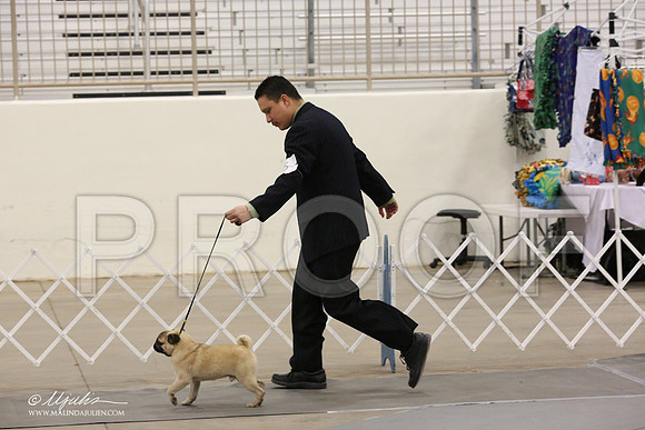 Pug-8876-LR