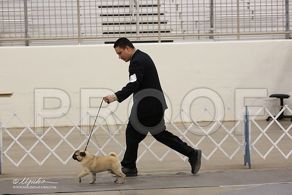 Pug-8878-LR