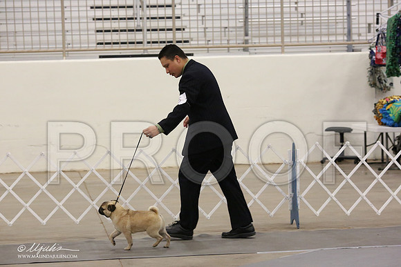Pug-8877-LR