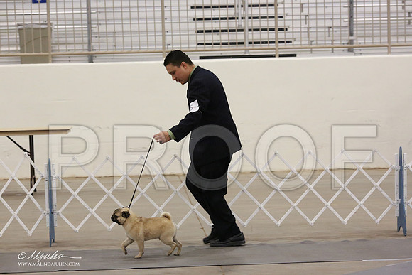 Pug-8879-LR