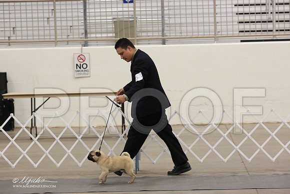 Pug-8880-LR
