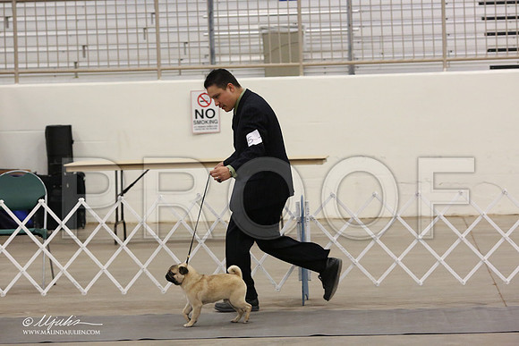 Pug-8881-LR