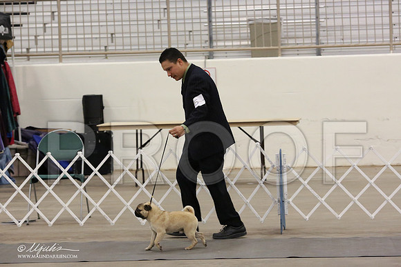 Pug-8882-LR