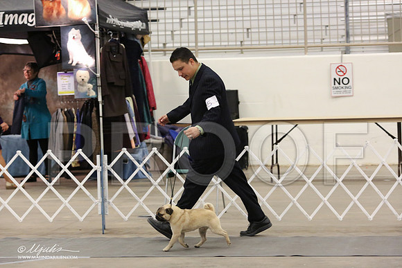 Pug-8885-LR