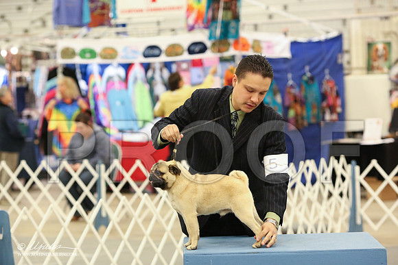Pug-8889-LR