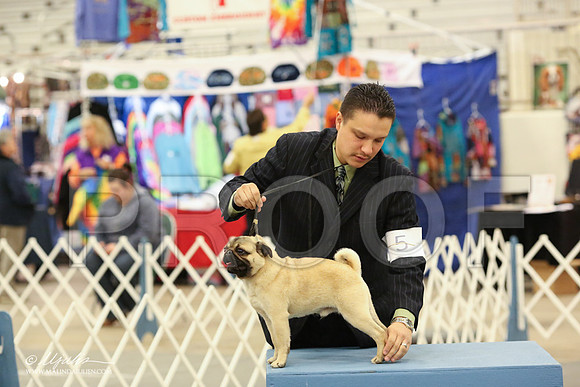 Pug-8892-LR