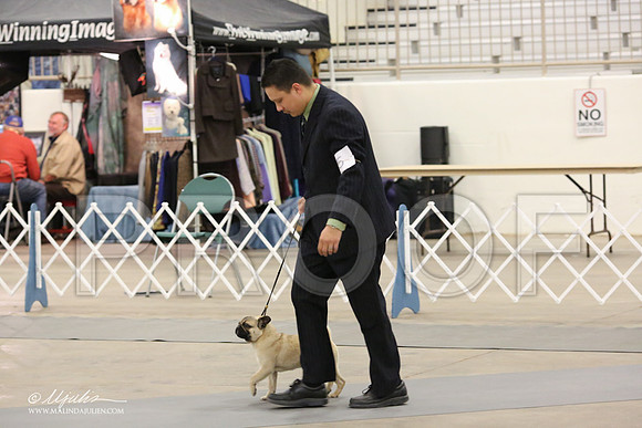 Pug-8895-LR