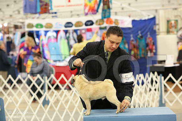 Pug-8893-LR