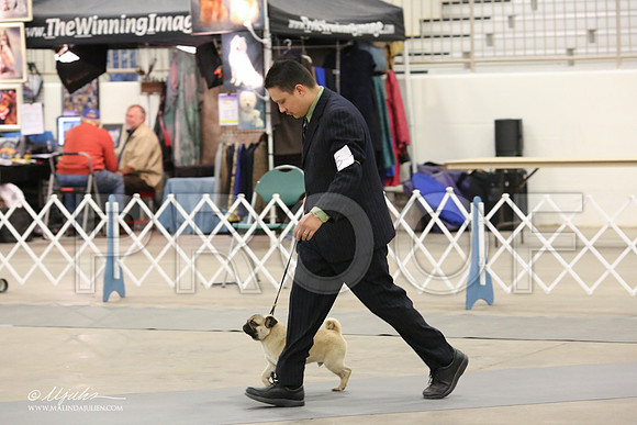 Pug-8896-LR
