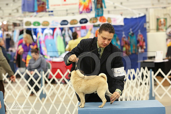 Pug-8894-LR
