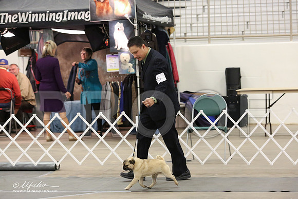 Pug-8887-LR