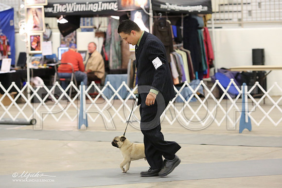 Pug-8897-LR